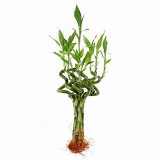 Lucky Bamboo Fertilizer