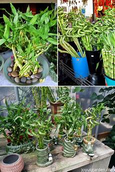 Lucky Bamboo Fertilizer
