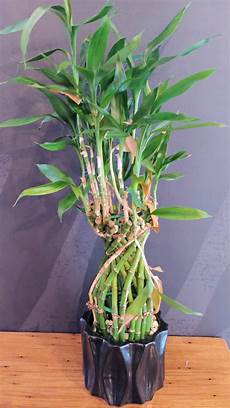 Lucky Bamboo Fertilizer