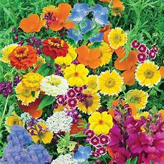Magic Carpet Fertilizer