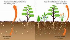 Microbial Fertilizer