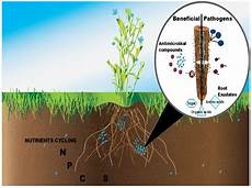 Microbial Fertilizer