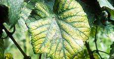 Mineral Fertilizers