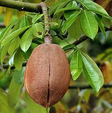 Money Tree Fertilizer