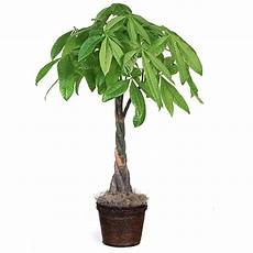 Money Tree Fertilizer