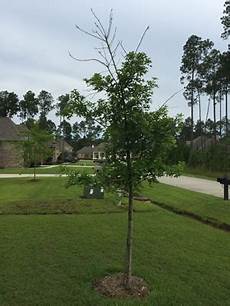 Money Tree Fertilizer