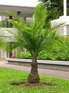 Money Tree Fertilizer