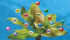 N-K Fertilizer Solution