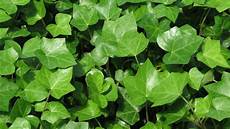 Nitrogen Plants