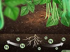 Nitrogeneous