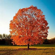 Oak Tree Fertilizer