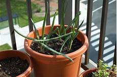 Onion Fertilizer