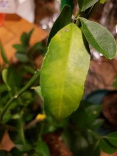 Orange Tree Fertilizer