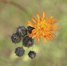 Orange Tree Fertilizer