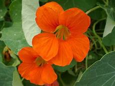 Orange Tree Fertilizer