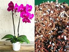 Orchid Fertilizer Homemade