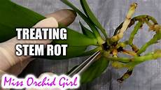 Orchid Fertilizer