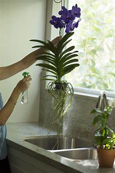 Orchid Fertilizer