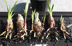 Orchid Fertilizer
