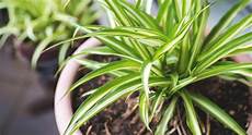 Organic Fertilizer For Plants