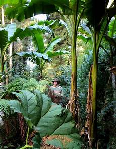 Organic Fertilizer For Plants
