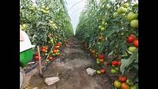 Organic Fertilizer Production