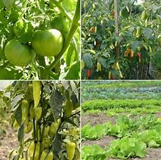 Organic Fertilizer Production