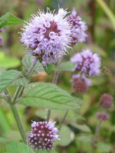 Organic Fertilizer