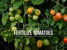 Organic Fertilizer