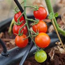 Organic Fertilizers