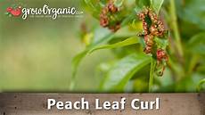 Organic Fertilizers