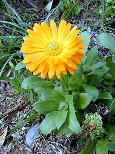 Organic Fertilizers