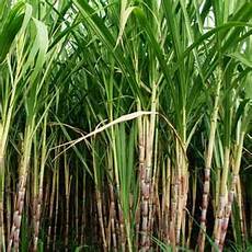 Organic Granular Fertilizers