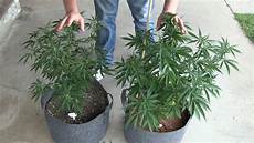 Organic Hydroponic Nutrients