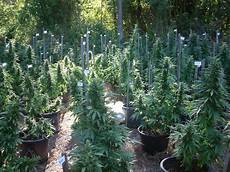 Organic Hydroponic Nutrients