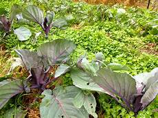 Organic Manure