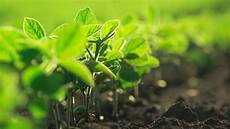 Organic Plant Nutrients