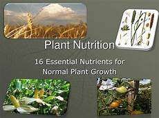 Organic Plant Nutrients