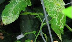 Organic Plant Nutrients