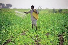 Organic Solid Fertilizer