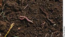 Organic Worm Fertilizers