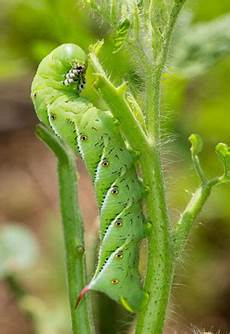 Organic Worm Fertilizers