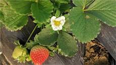Organomineral Compound Base Fertilizers