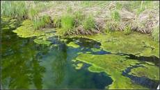 Phosphate Fertilizers