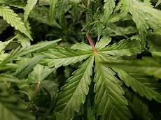Phosphorus For Plants