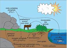 Phosphorus For Plants