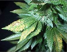 Phosphorus For Plants