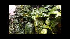 Phosphorus For Plants