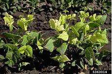 Phosphorus For Plants
