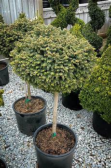 Pine Tree Fertilizer